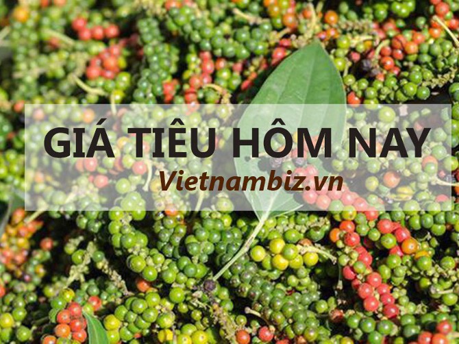 Giá Tiêu Hôm Nay Tại Đắk Nông - Cập Nhật Mới Nhất